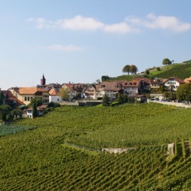 The Lavaux vineyards date from the 11th century.